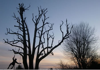 Élagage d’arbre 93