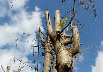 élagage et étêtage d’arbre 93