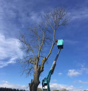 Legrain Élagage 93 pour tous les travaux d’arbre